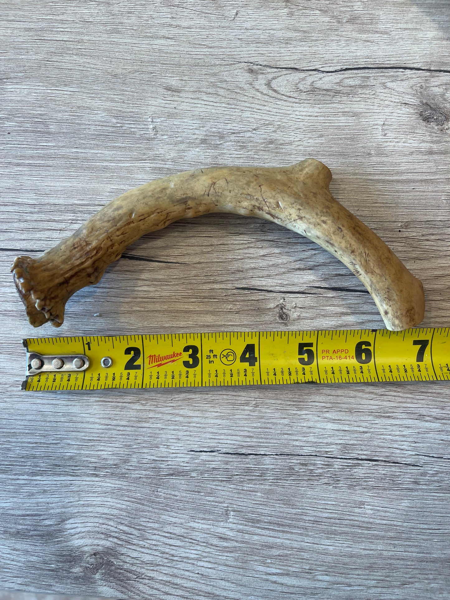Nebraska Whitetail Deer Antler Chews