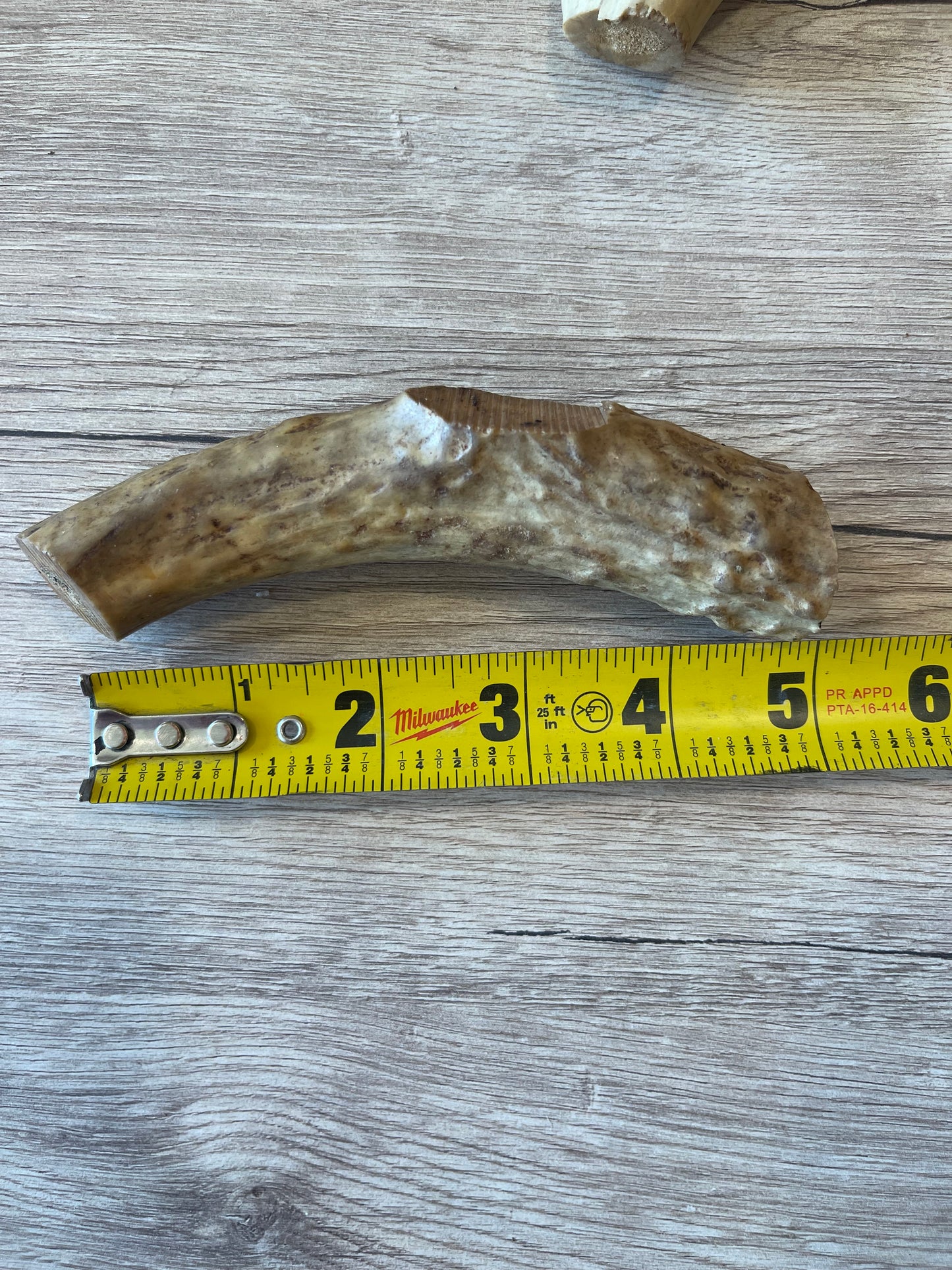 Nebraska Whitetail Deer Antler Chews