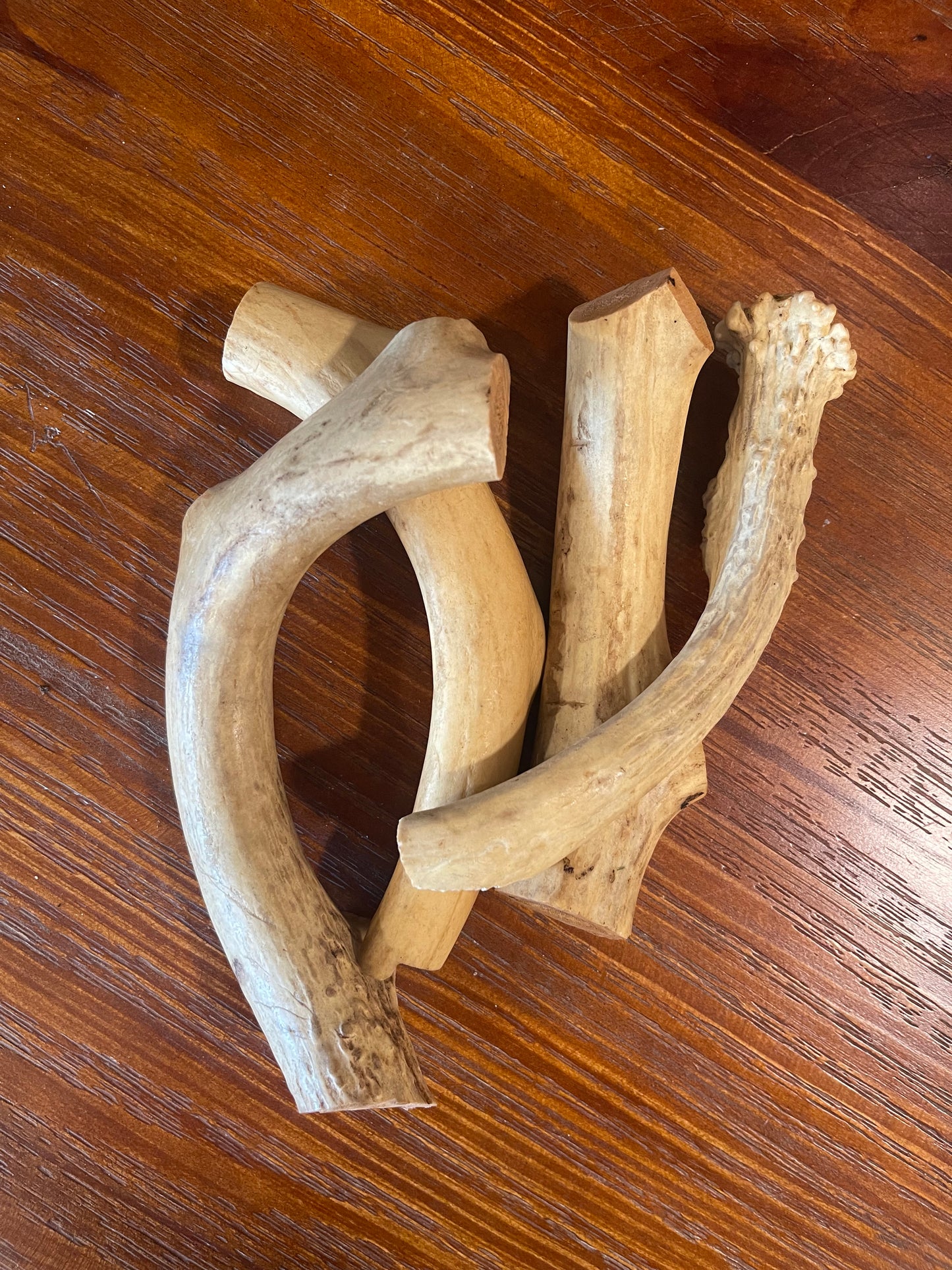 Nebraska Whitetail Deer Antler Chews