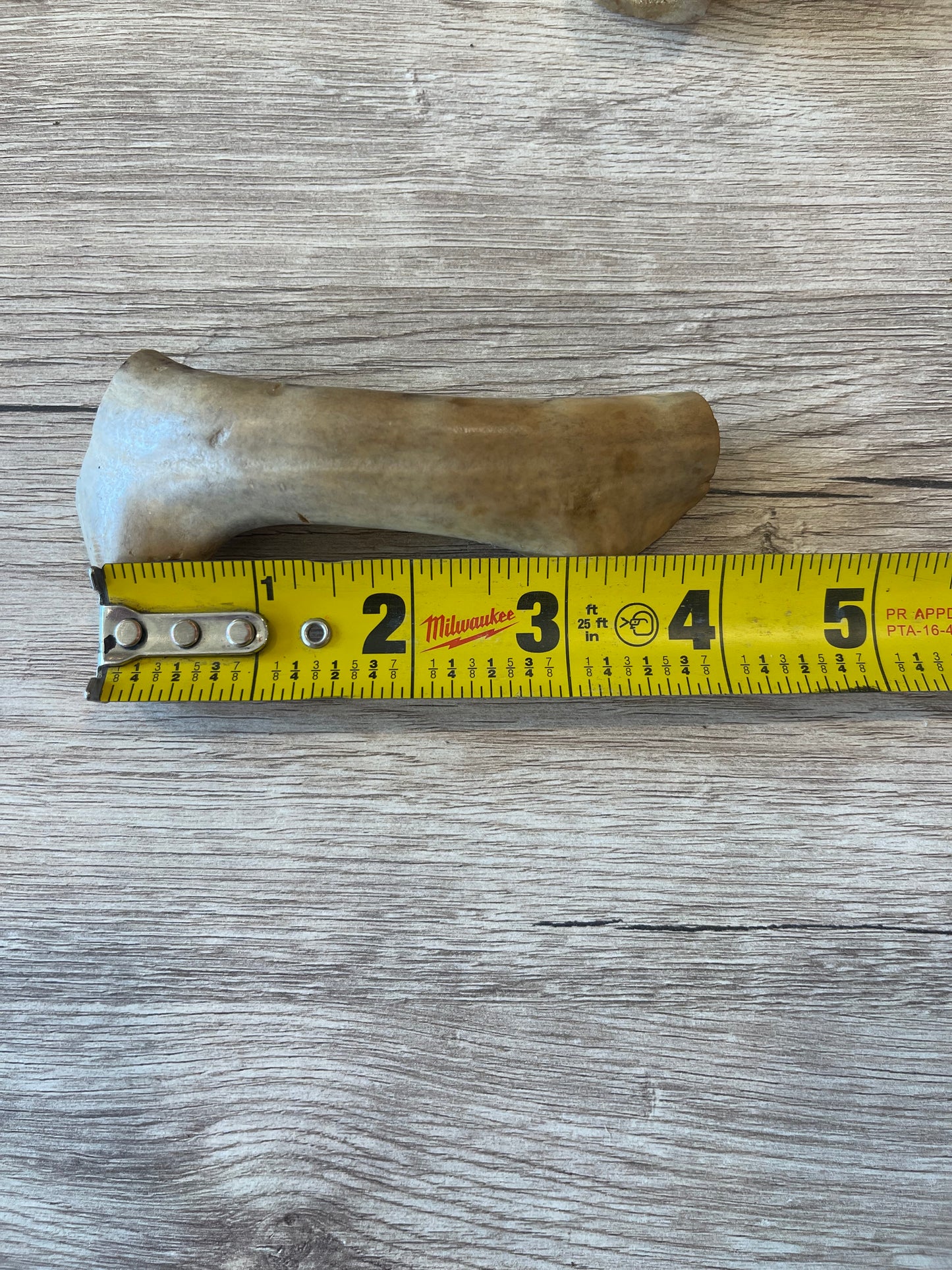 Nebraska Whitetail Deer Antler Chews